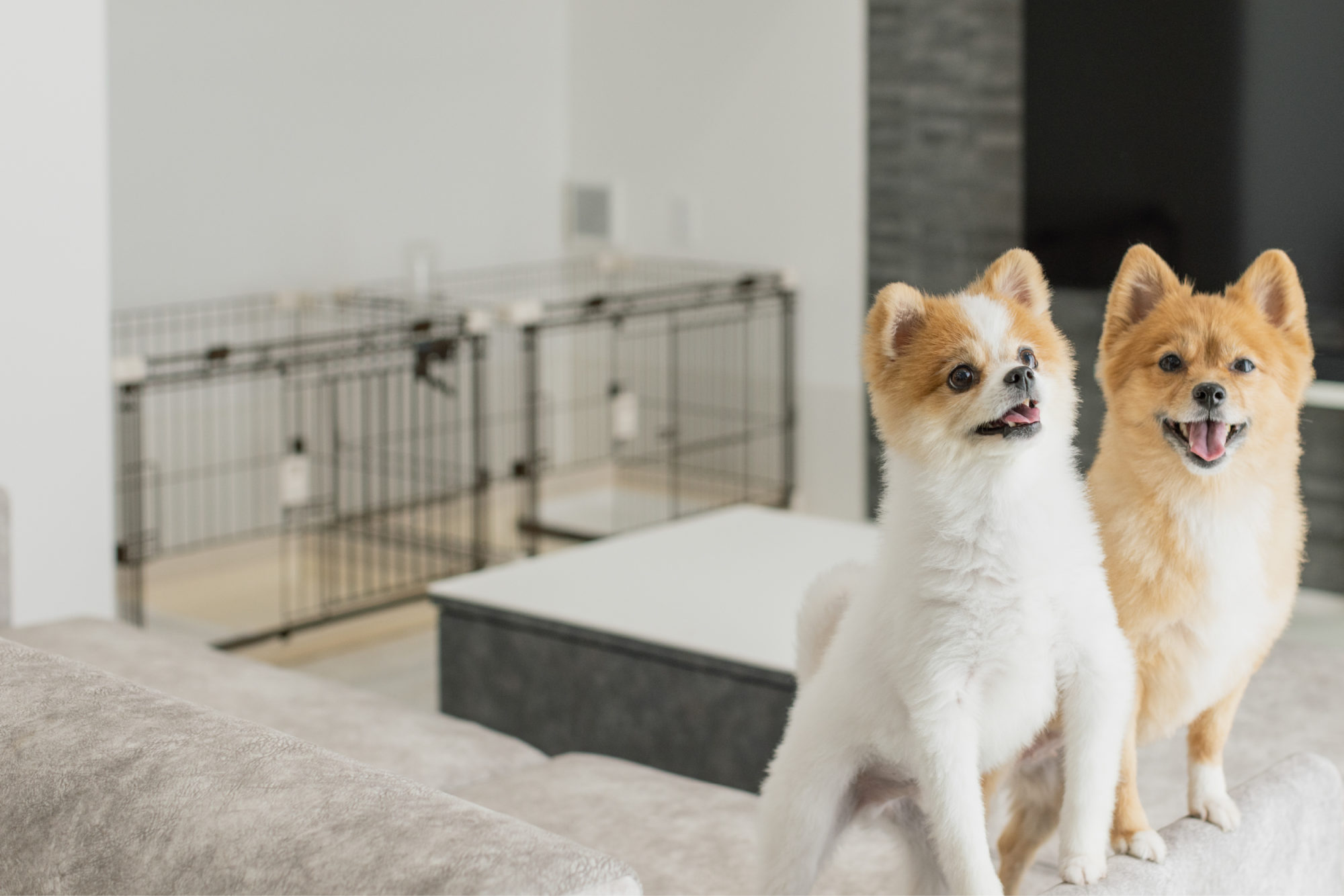 ミニマルな美と、 愛犬との豊かな時間を叶える一邸