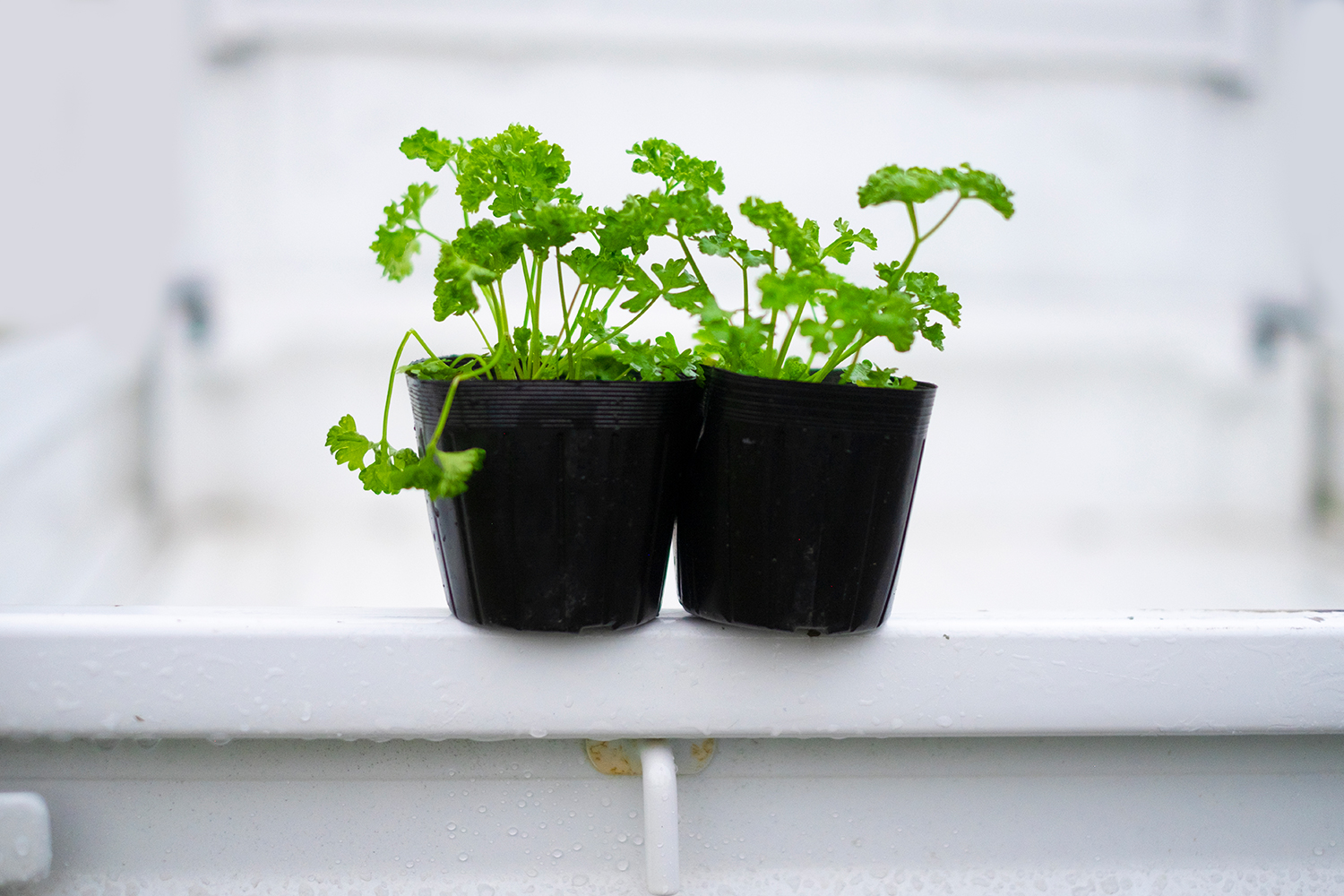 家庭菜園│東葉高速線